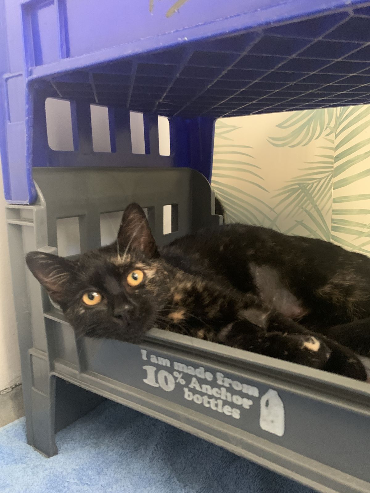 Gallery image: Zelda