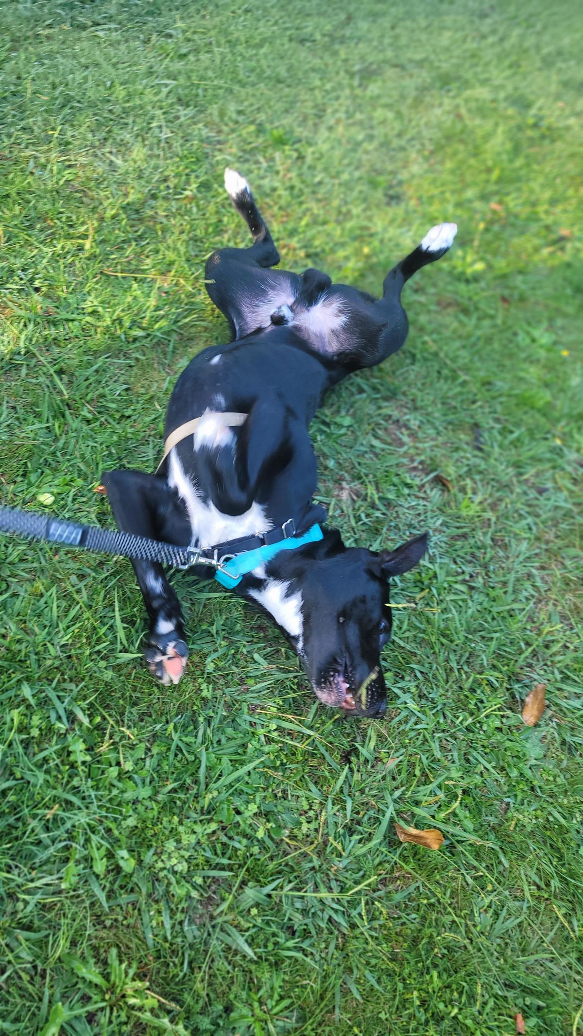 Gallery image: Bentley