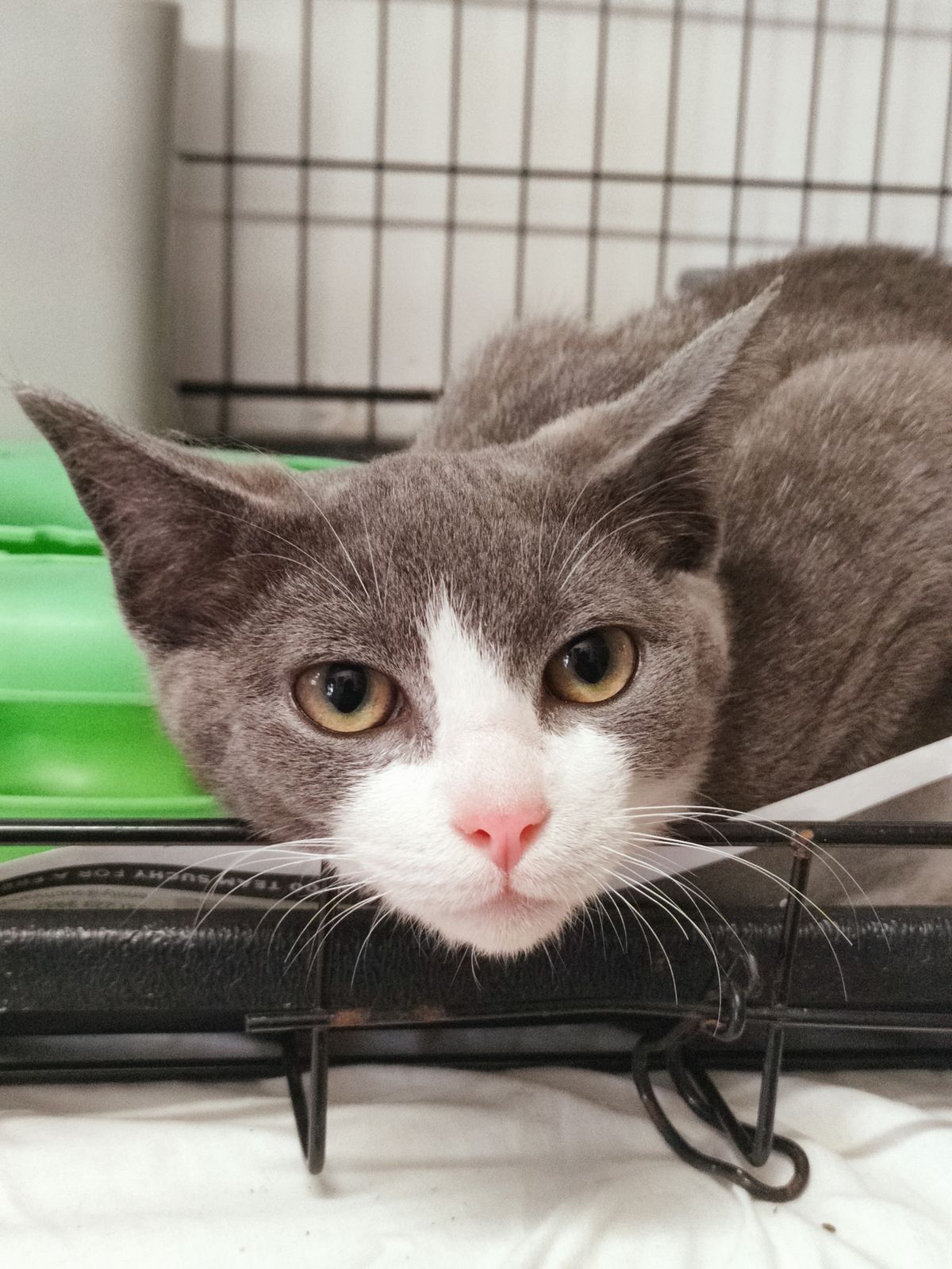 Gallery image: Rebel