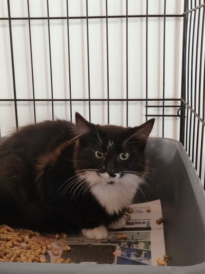 Bingo - Domestic Medium Hair