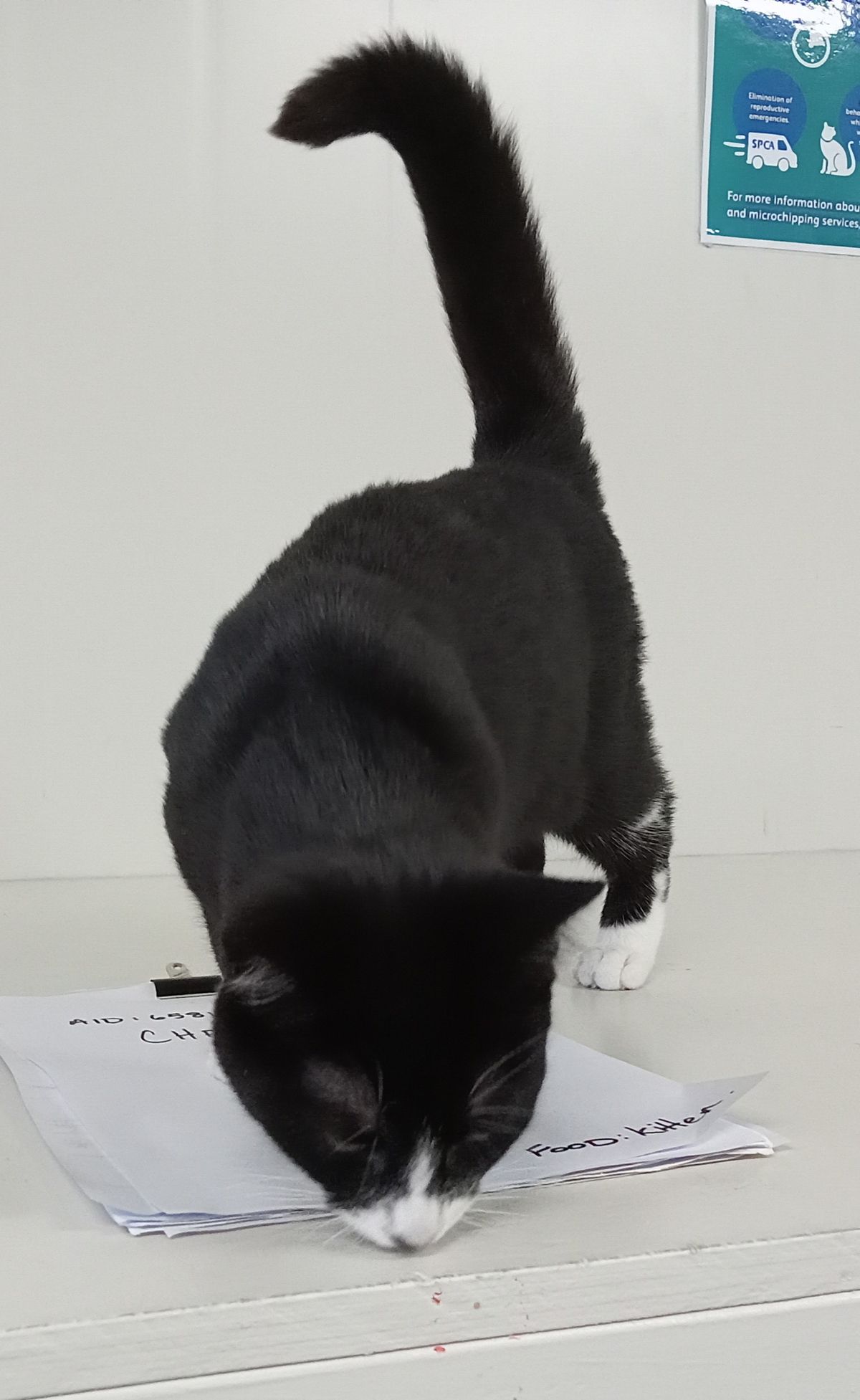 Gallery image: Holly