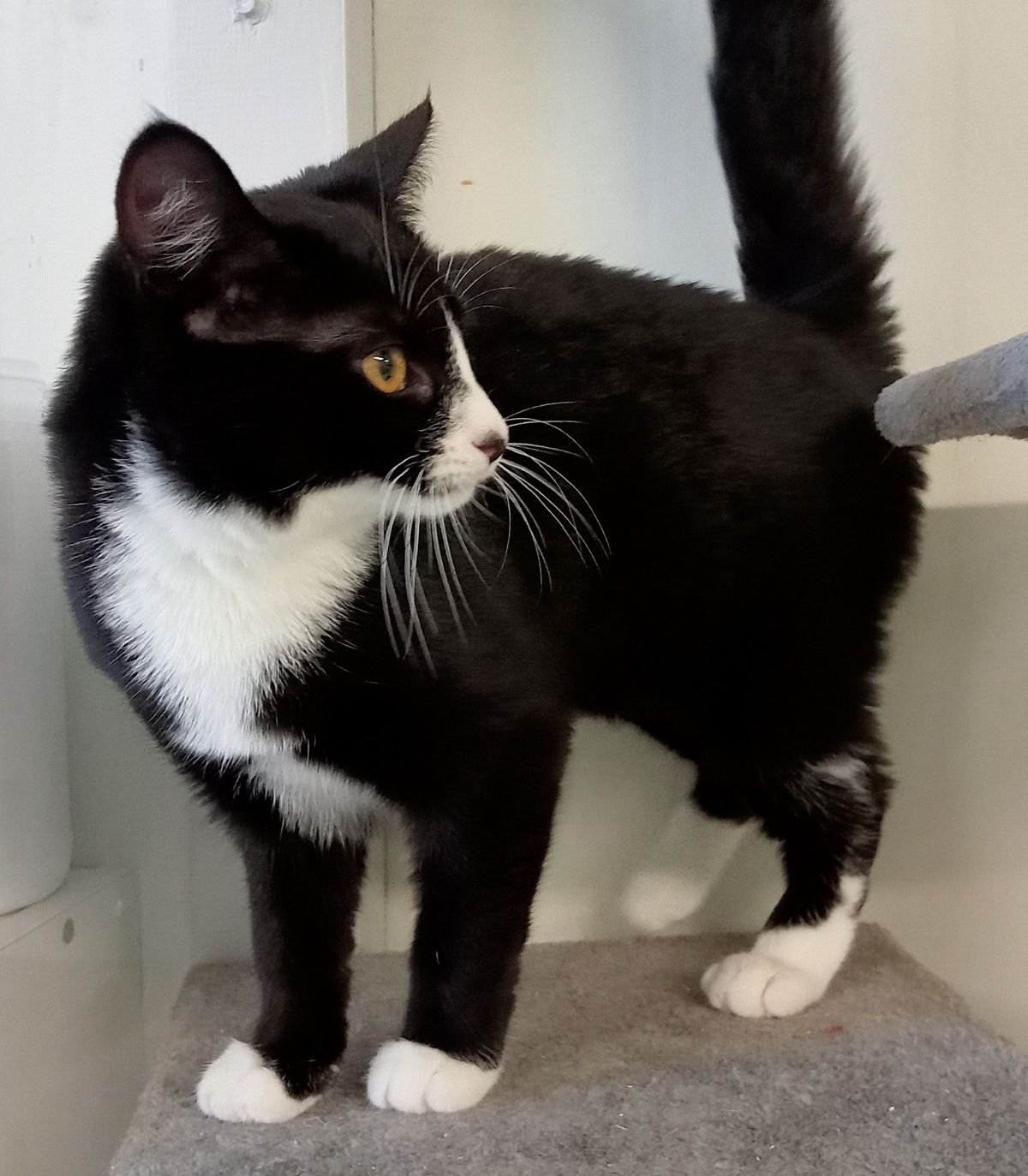 Gallery image: Holly