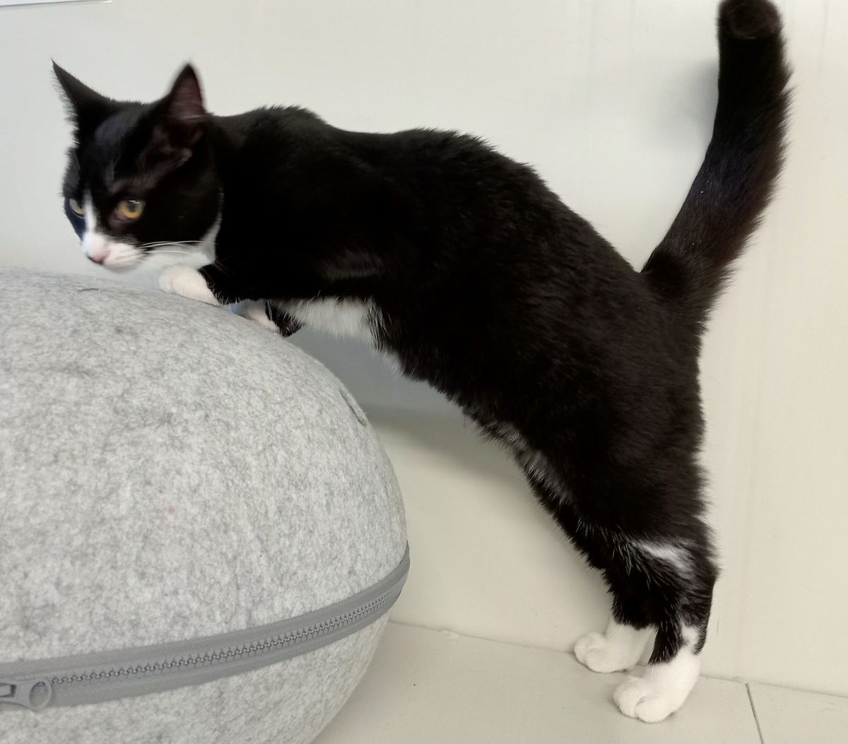 Gallery image: Holly