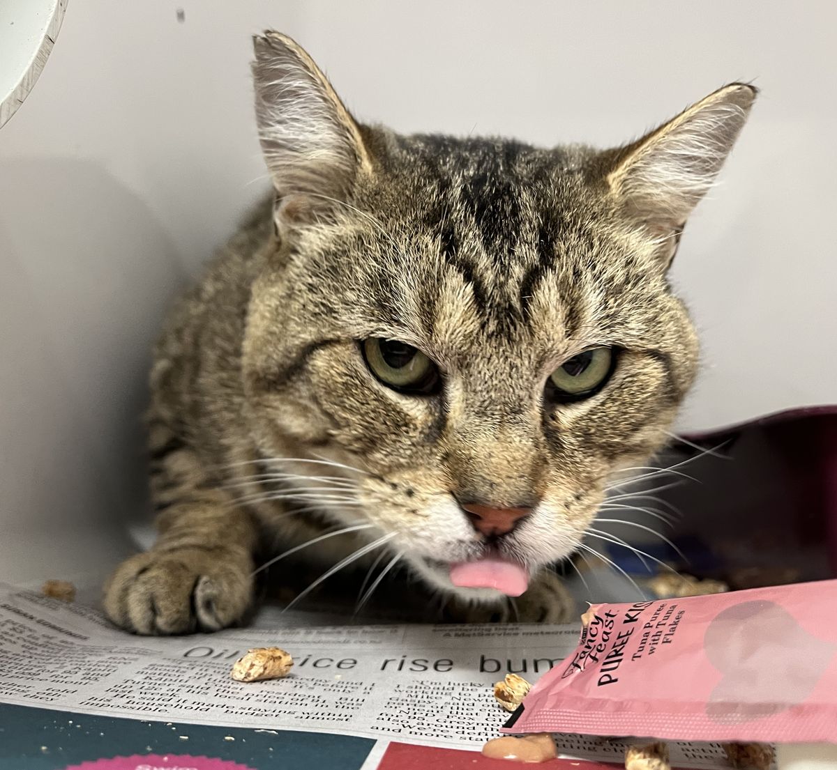 Gallery image: Oscar