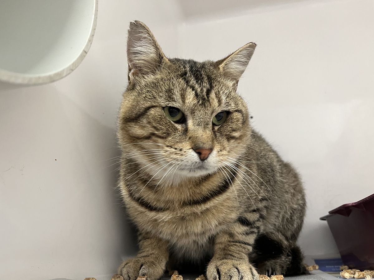 Gallery image: Oscar