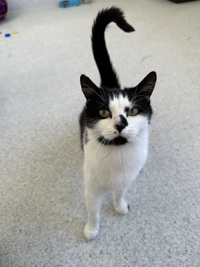 Bubbles - Domestic Short Hair