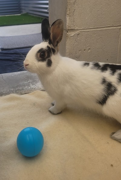 Blake - Netherland Dwarf