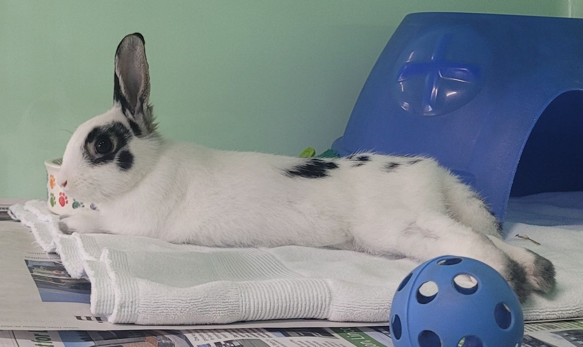 Gallery image: Blake