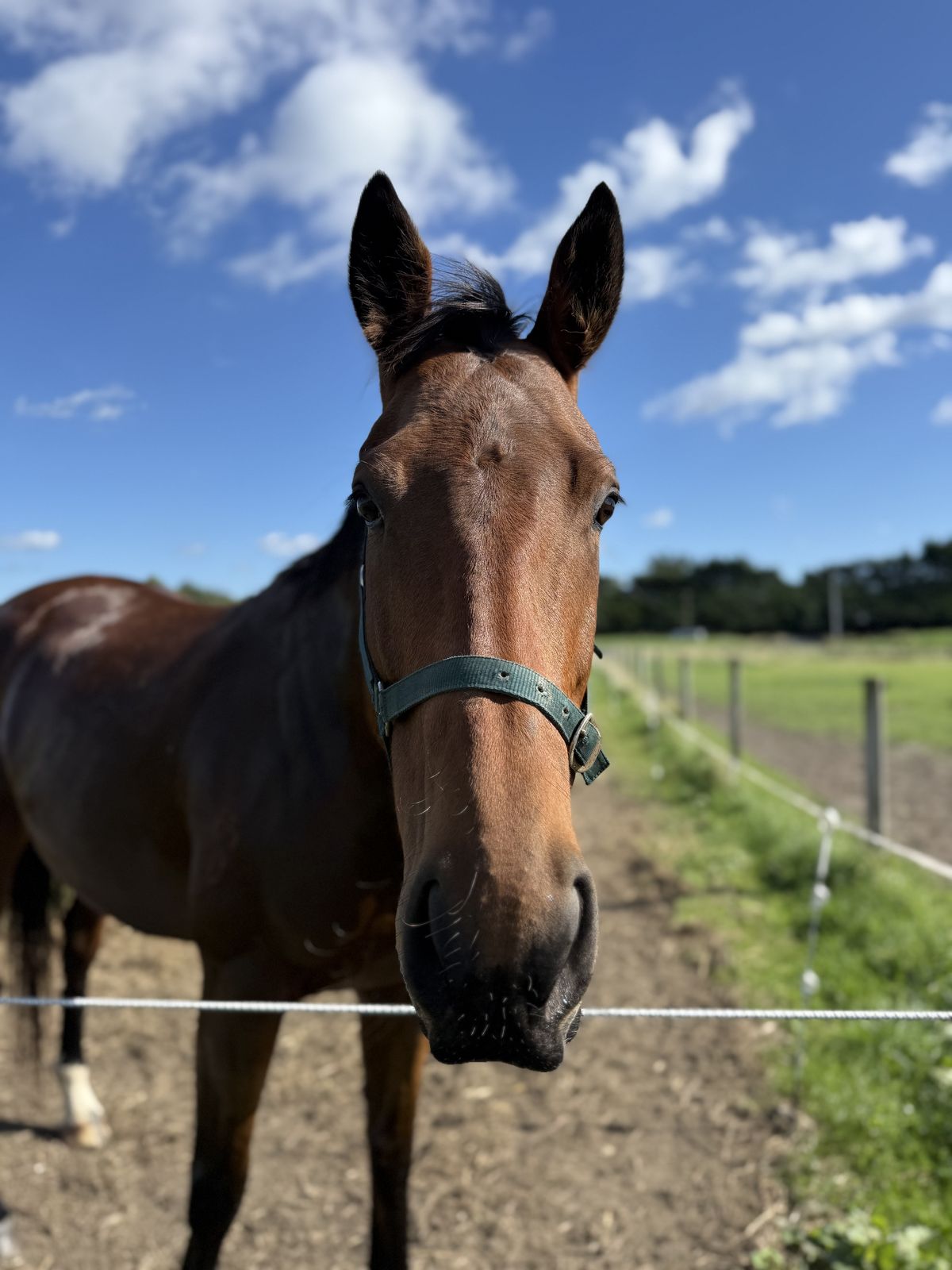 Gallery image: Knight