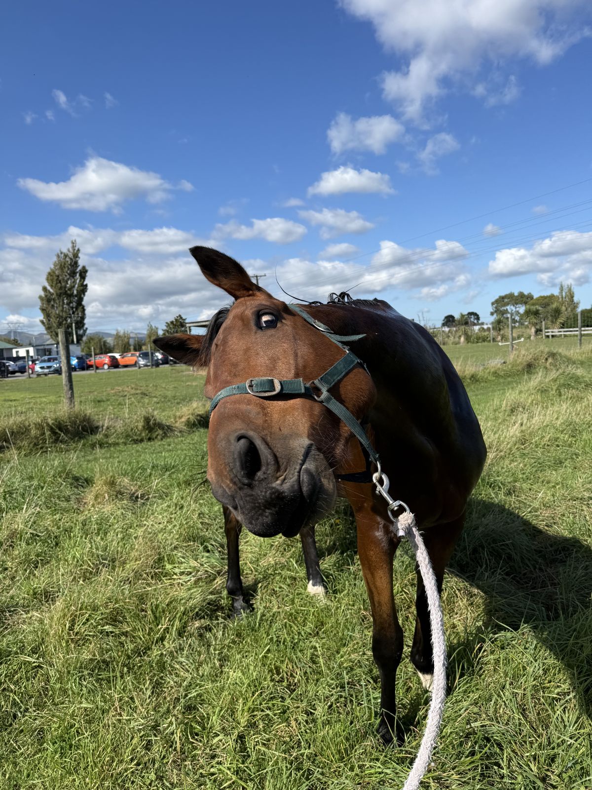 Gallery image: Knight