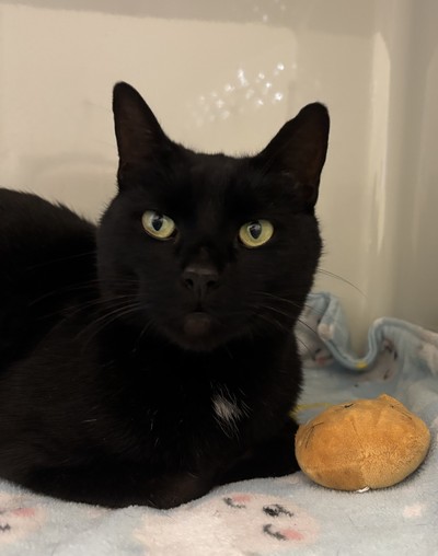 Eric - Domestic Short Hair