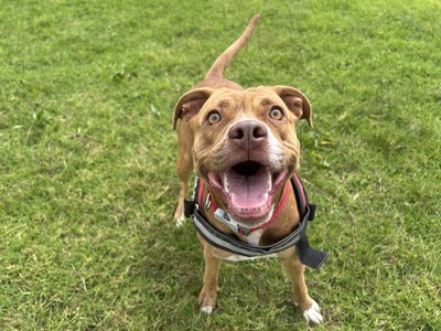 Annie - Medium Cross Breed