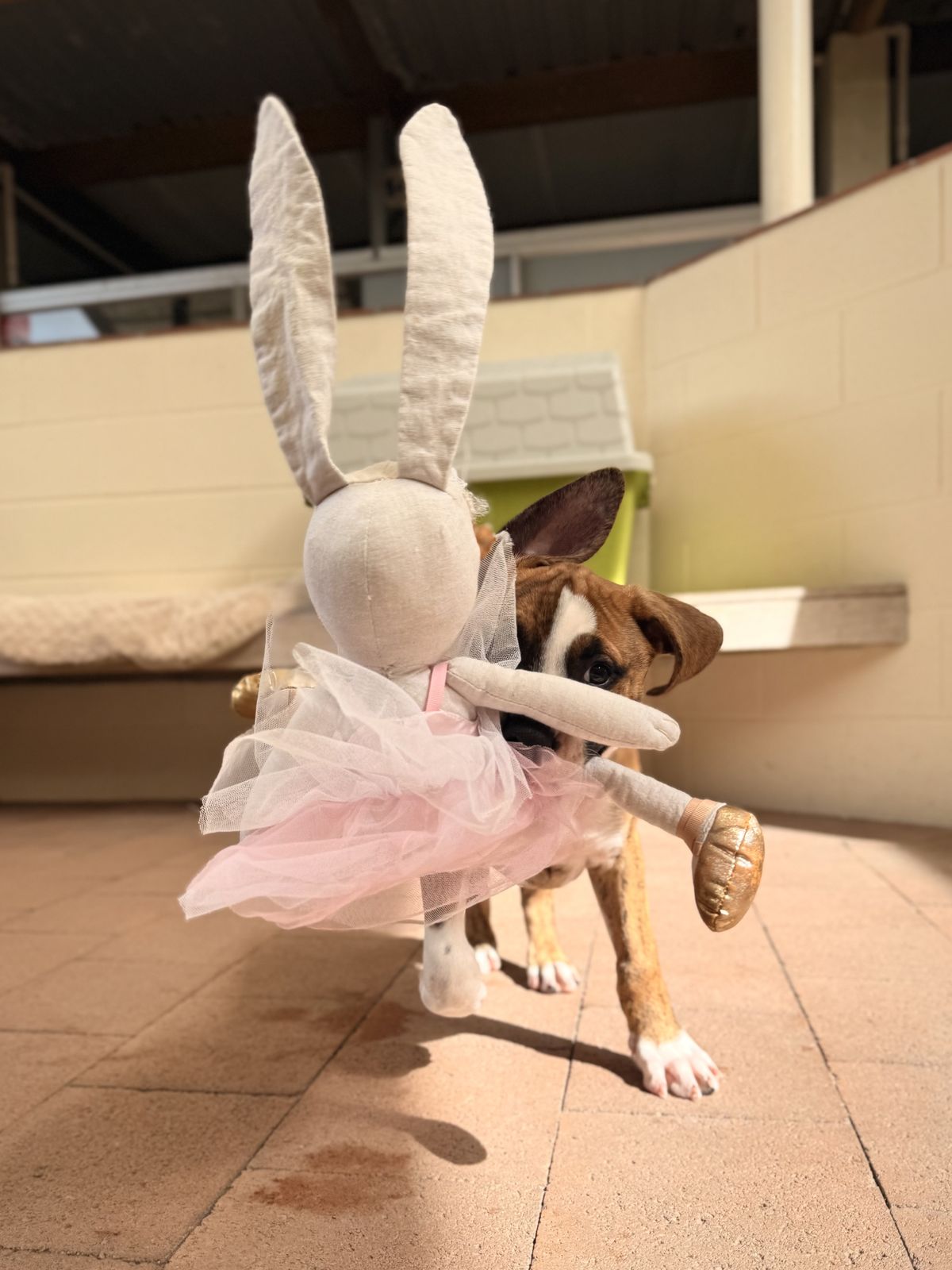 Gallery image: Clover