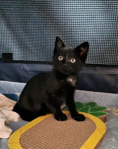 Bagheera - Domestic Short Hair