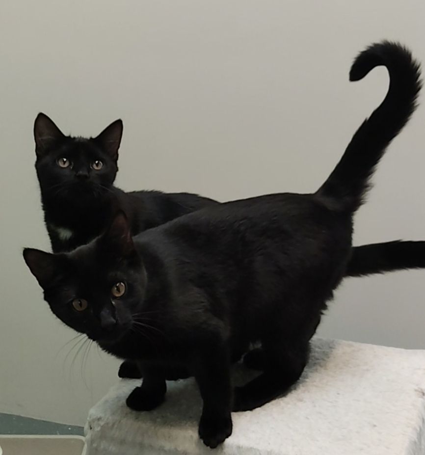 Gallery image: Bonbon