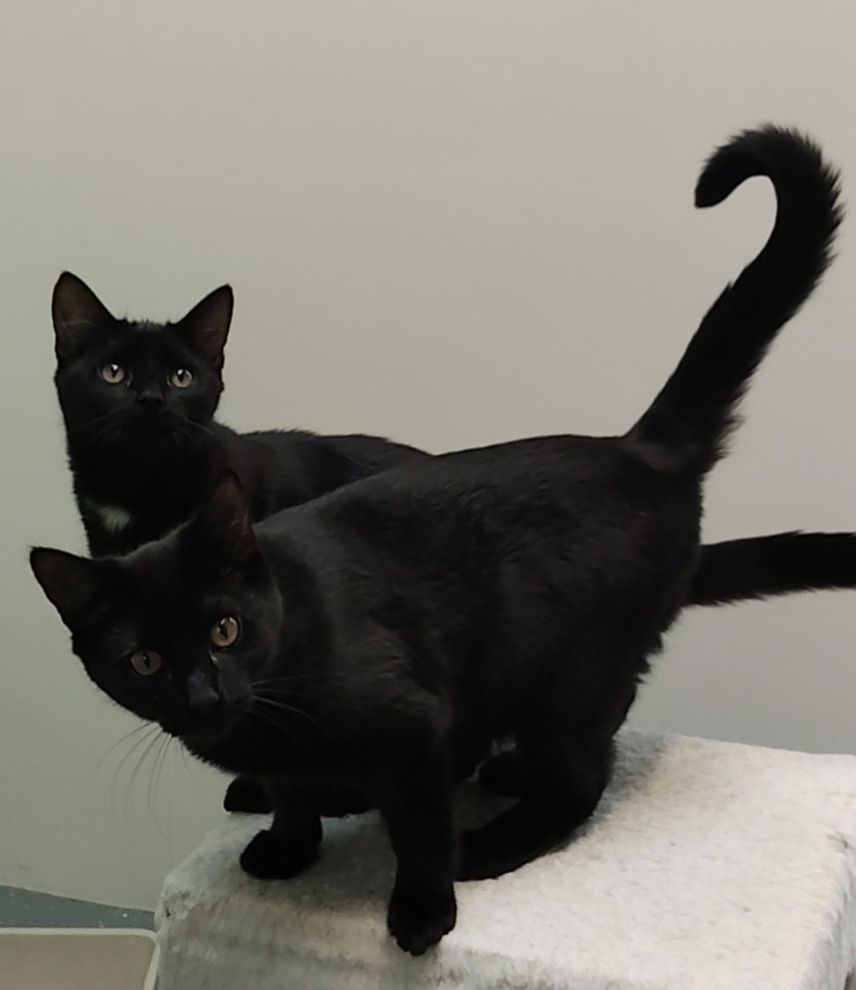 Gallery image: Aniseed