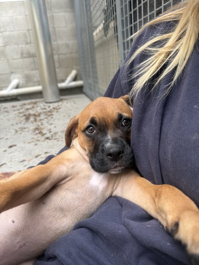 Petal - Medium Cross Breed