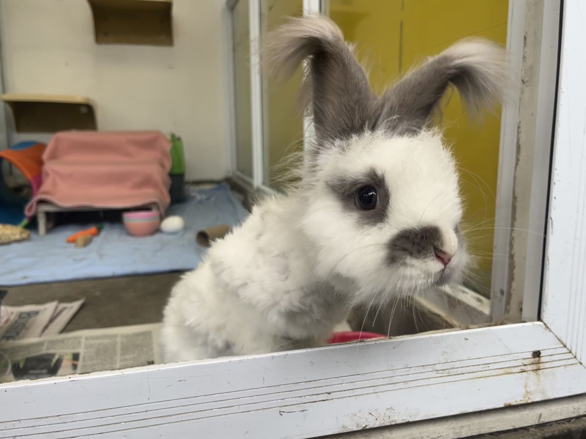 Gallery image: Fergus 