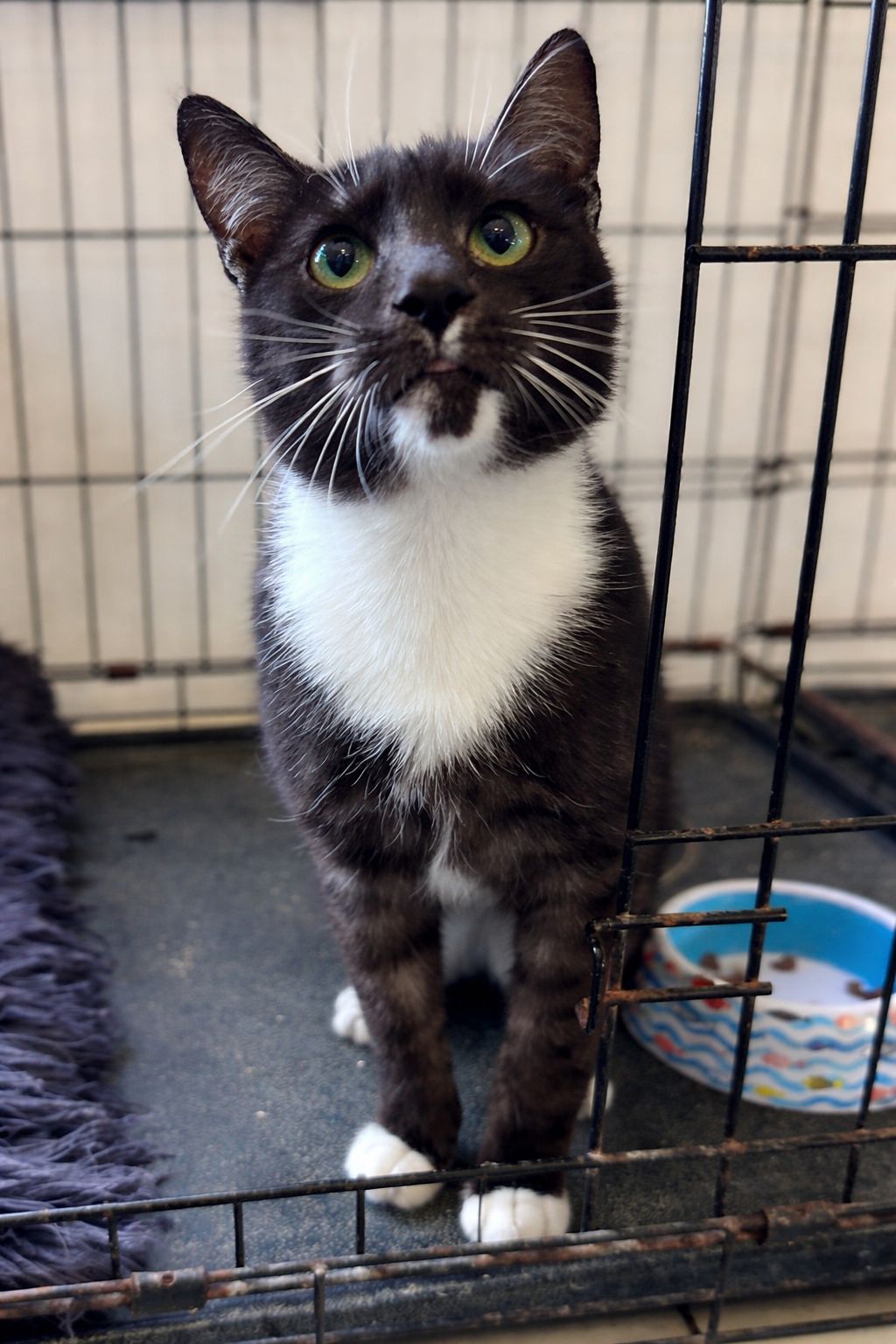 Gallery image: Peeny Weeny