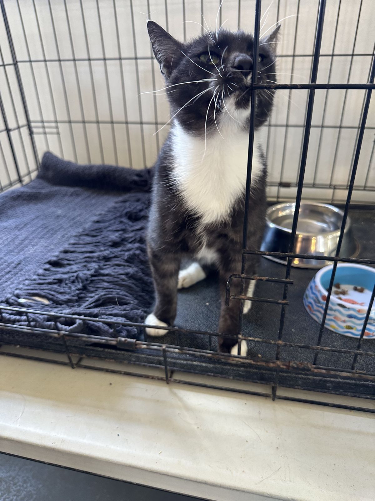 Gallery image: Peeny Weeny