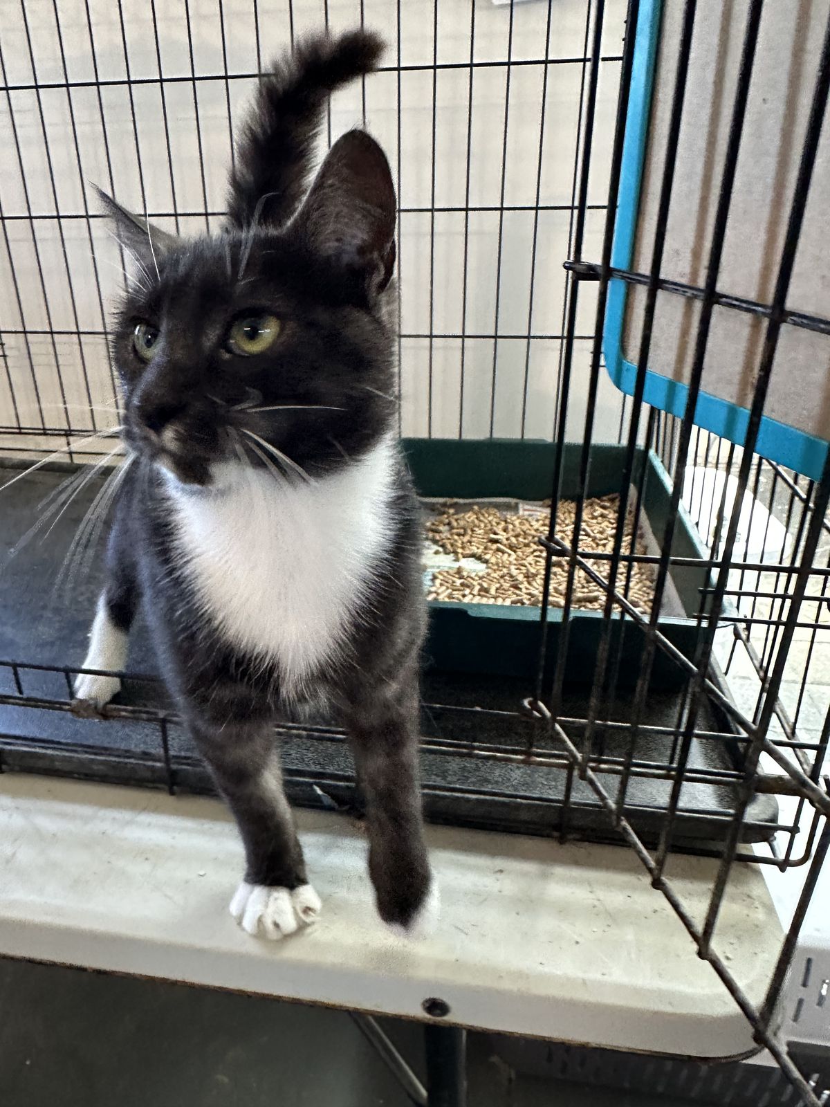 Gallery image: Peeny Weeny