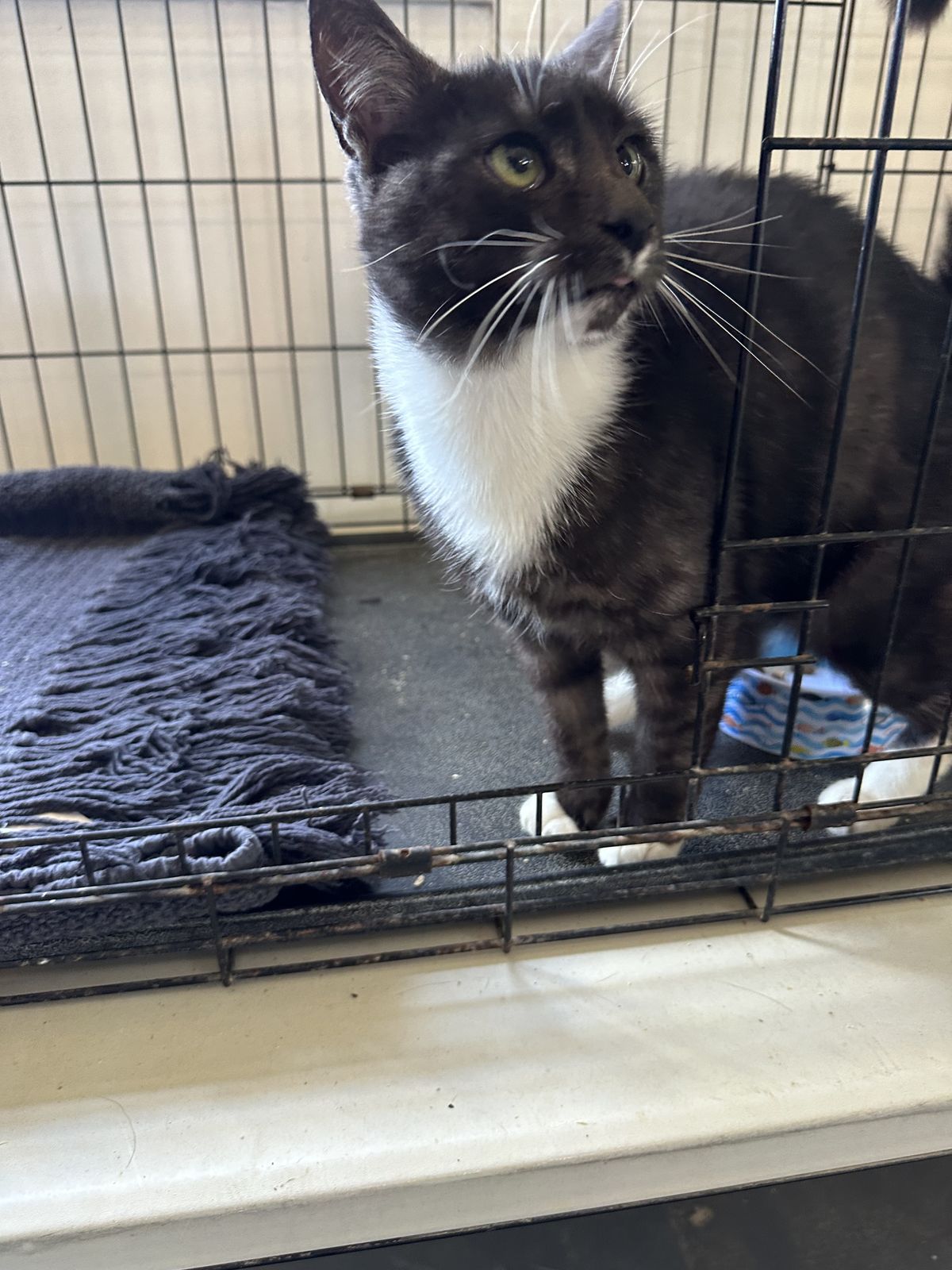 Gallery image: Peeny Weeny