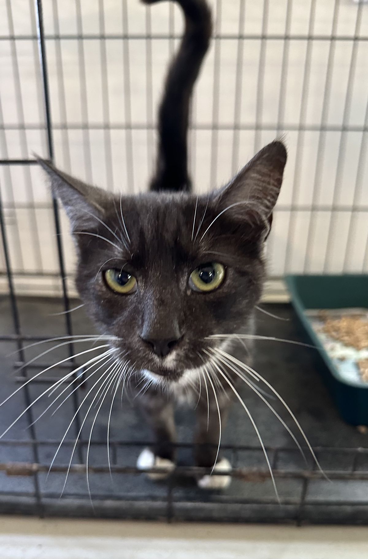 Gallery image: Peeny Weeny