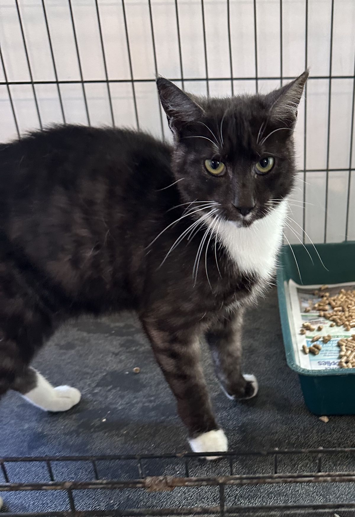 Gallery image: Peeny Weeny