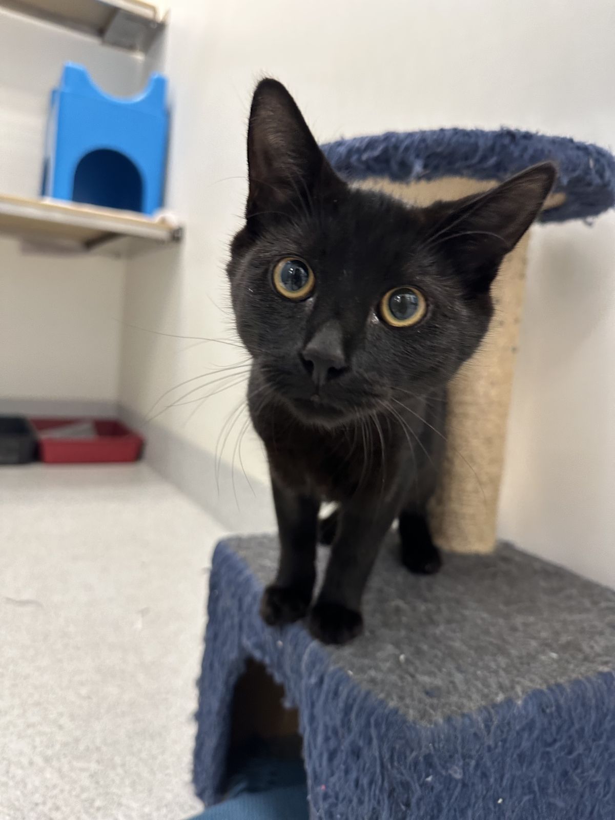 Gallery image: Clyde