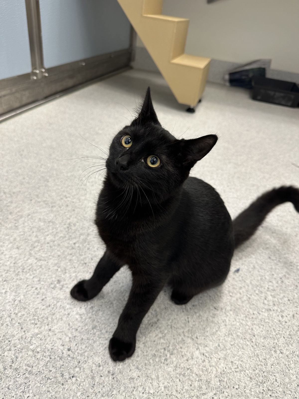 Gallery image: Clyde