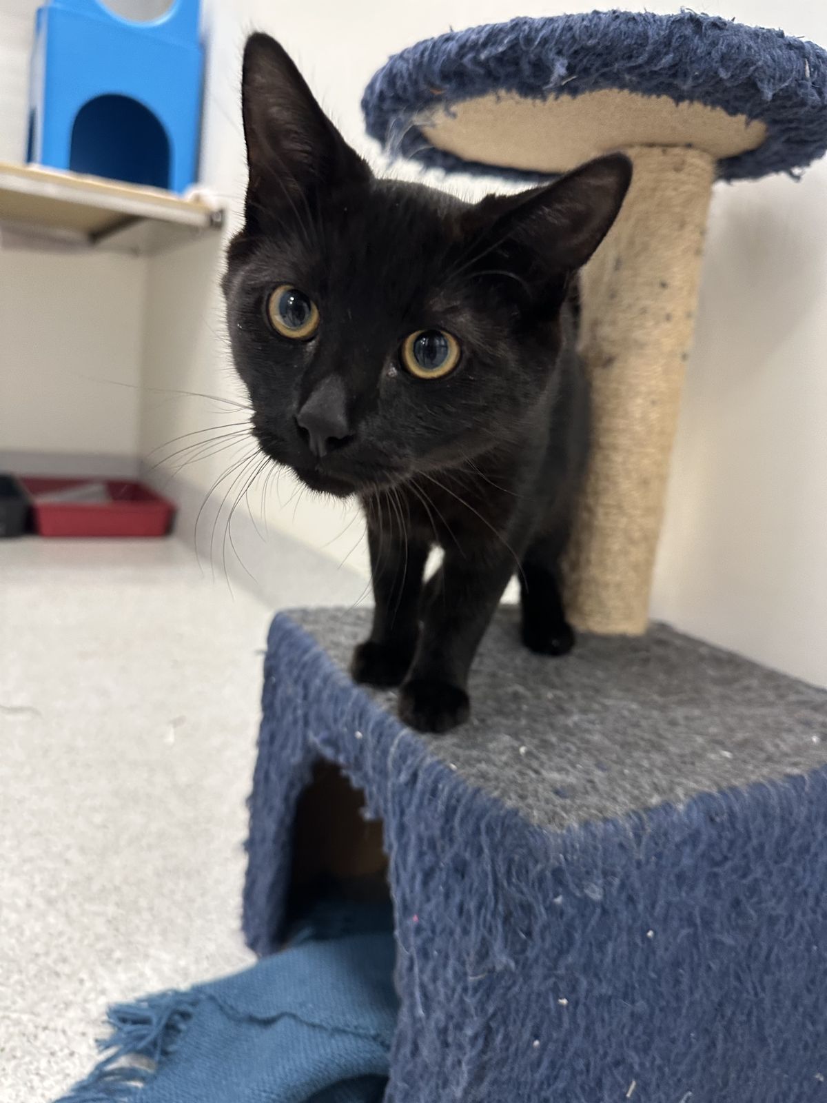 Gallery image: Clyde