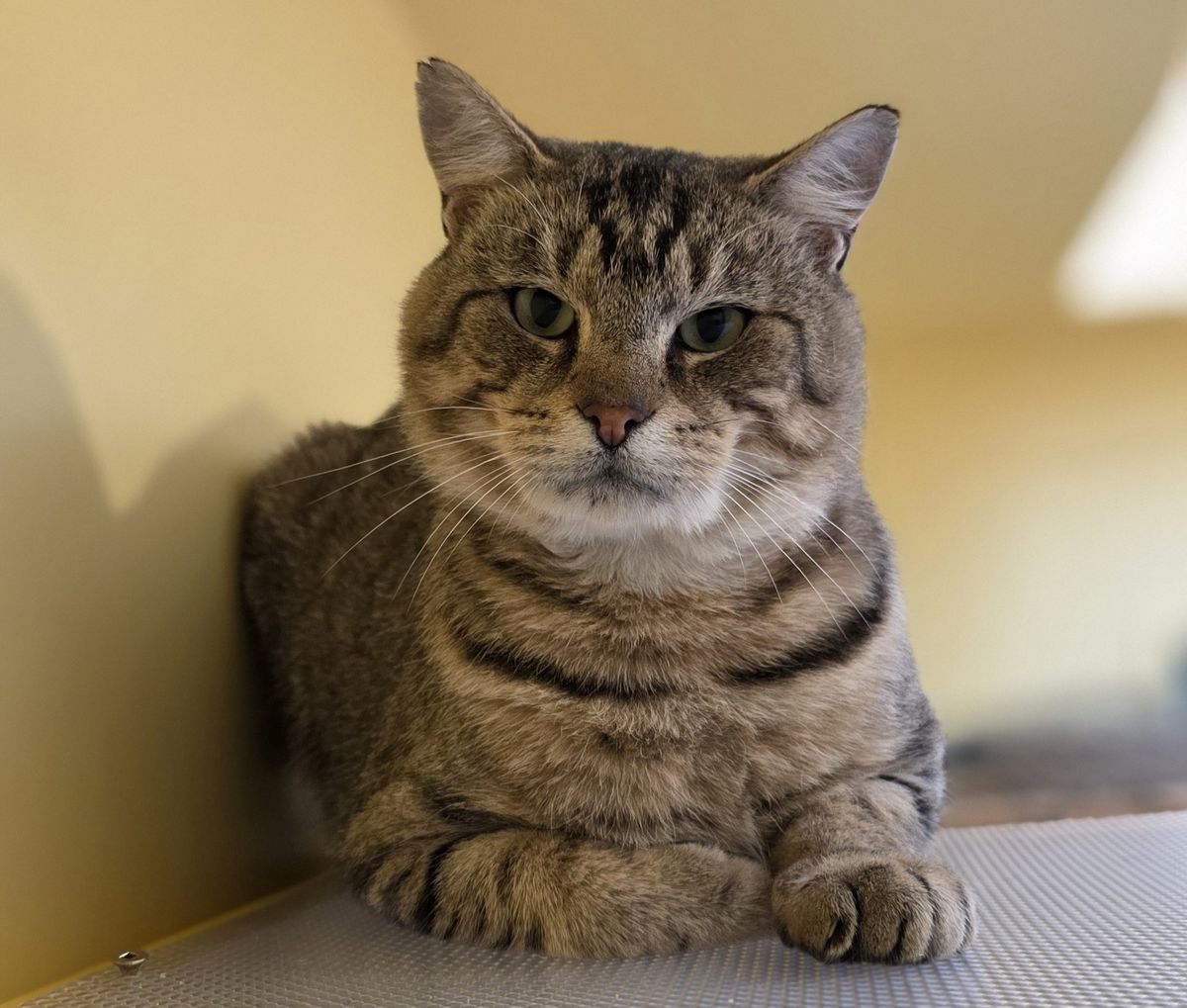 Gallery image: Oscar