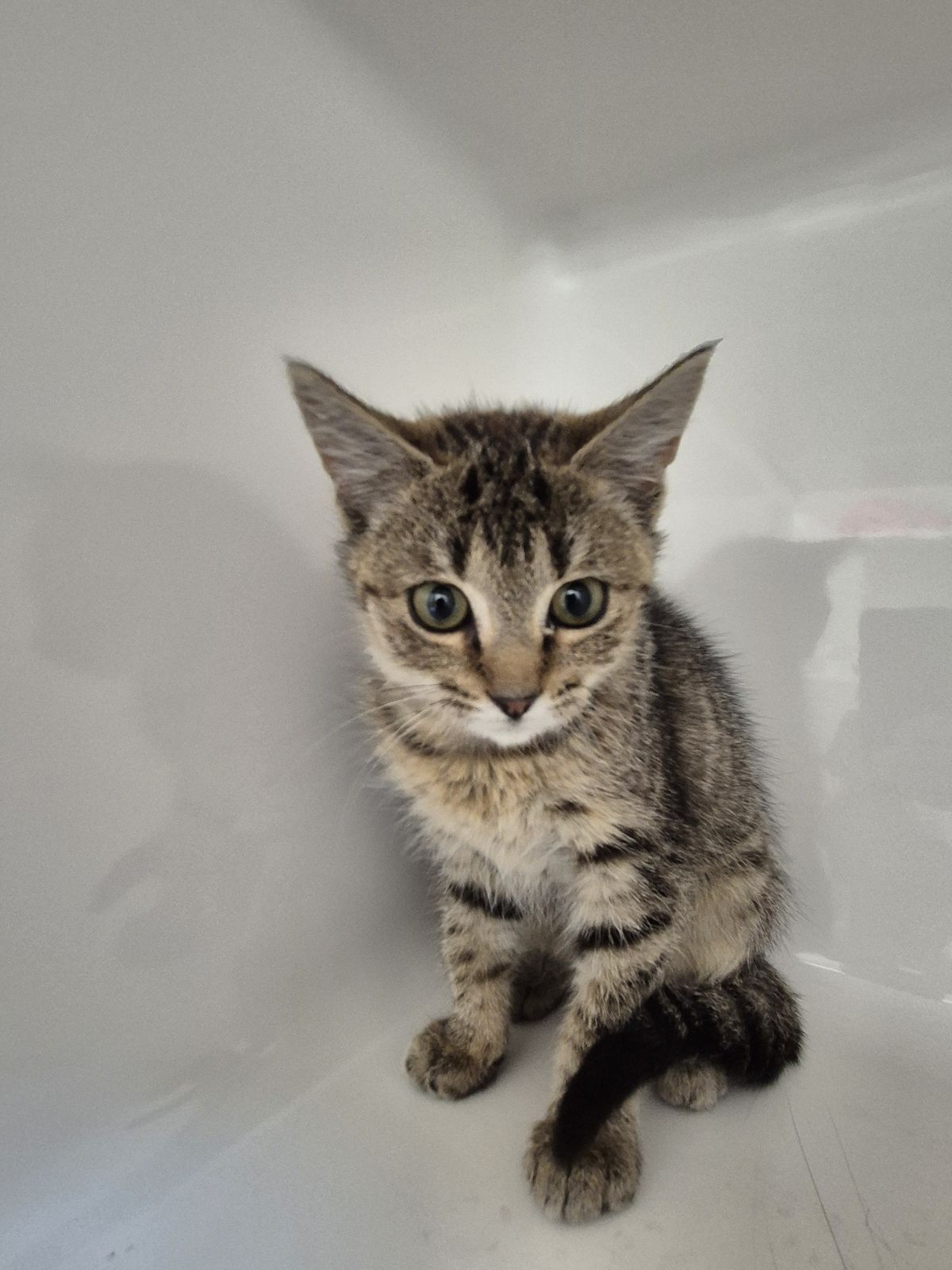 Gallery image: Scarlett