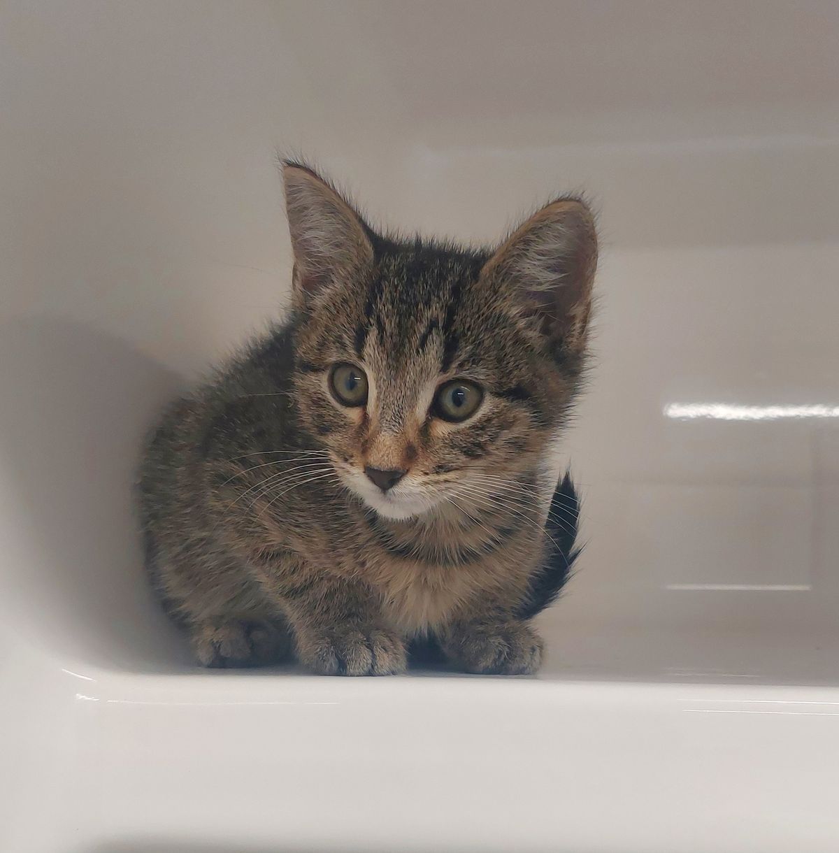 Gallery image: Timmy