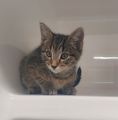 Timmy - Domestic Short Hair