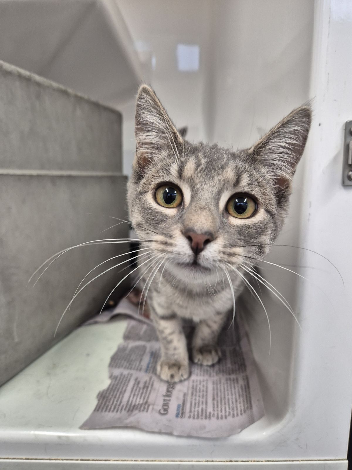 Gallery image: Zelda