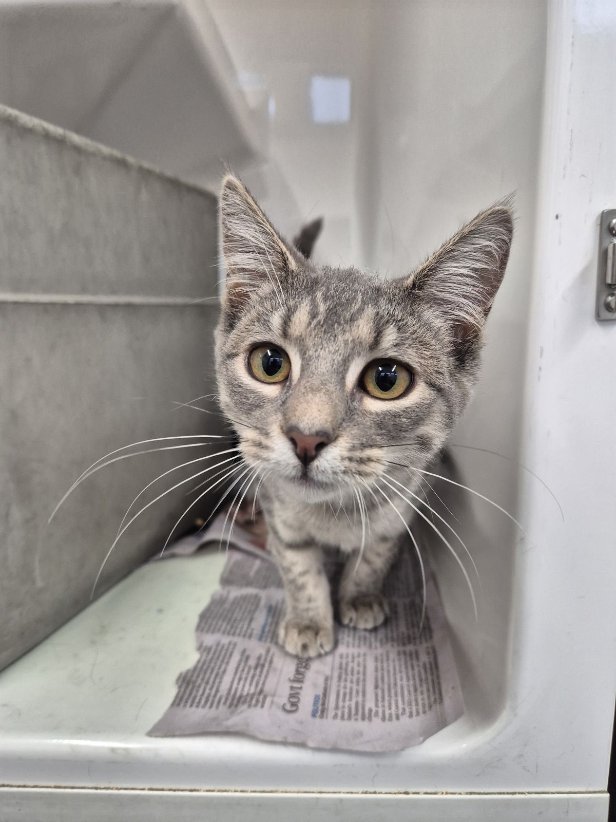 Gallery image: Zelda