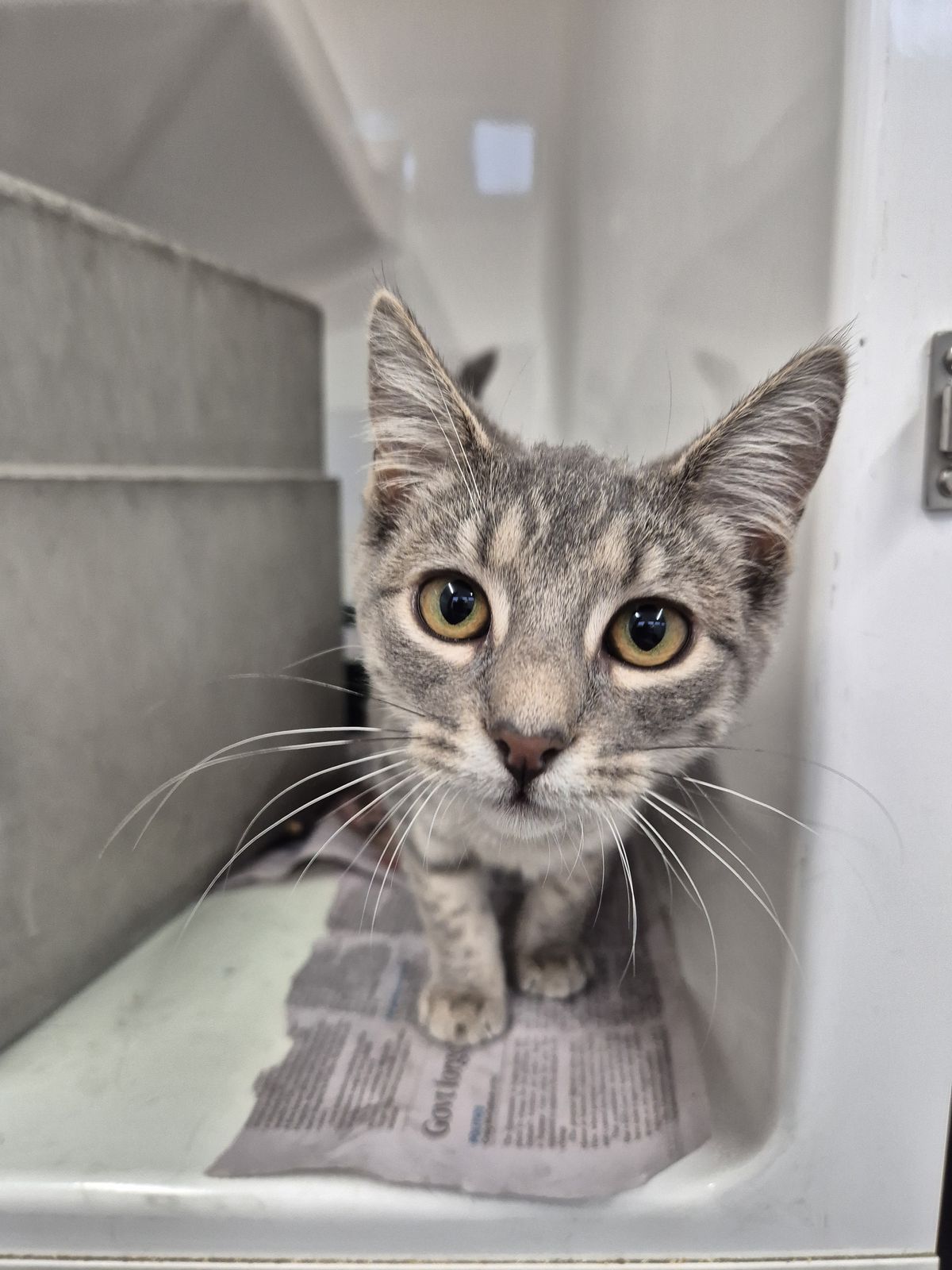 Gallery image: Zelda