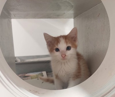 Otto - Domestic Short Hair