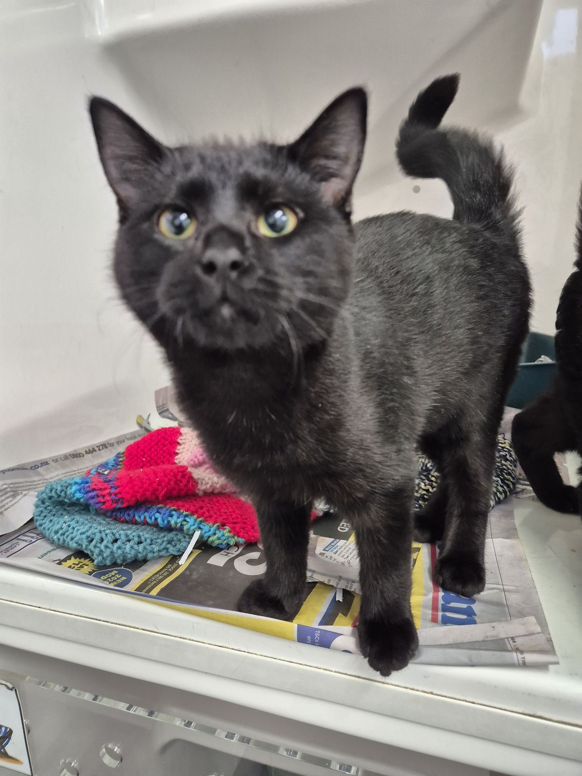 Gallery image: Pepper