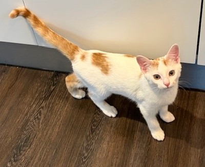 Cone - Domestic Short Hair