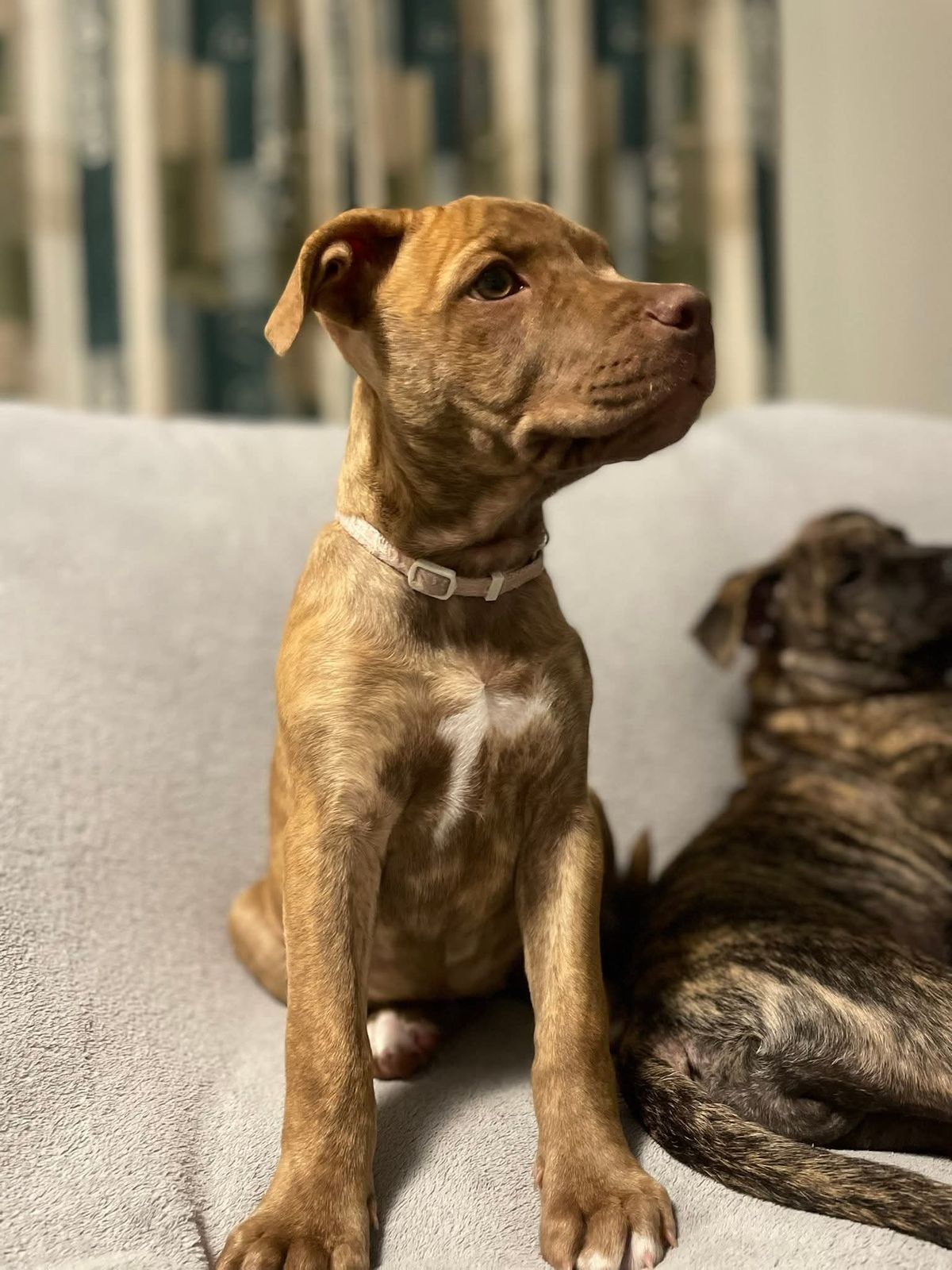 Gallery image: Sparrow 