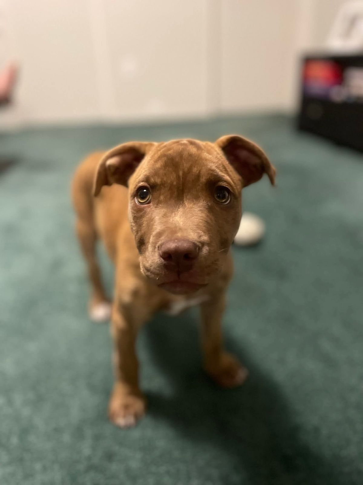 Gallery image: Sparrow 