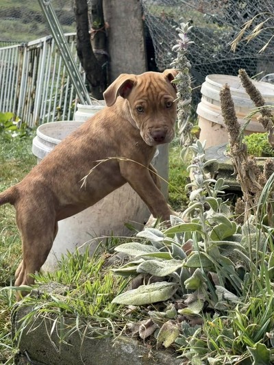 Willow - Medium Cross Breed