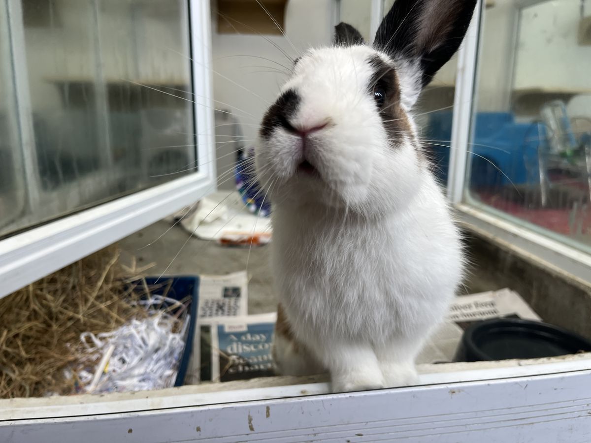 Gallery image: Jonas