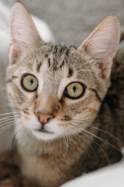 Shredder - Domestic Short Hair