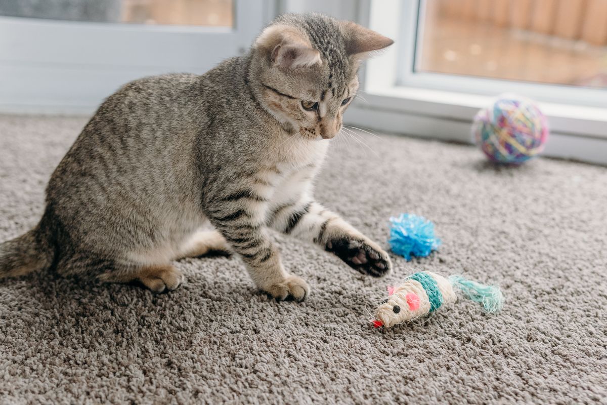 Gallery image: Shredder