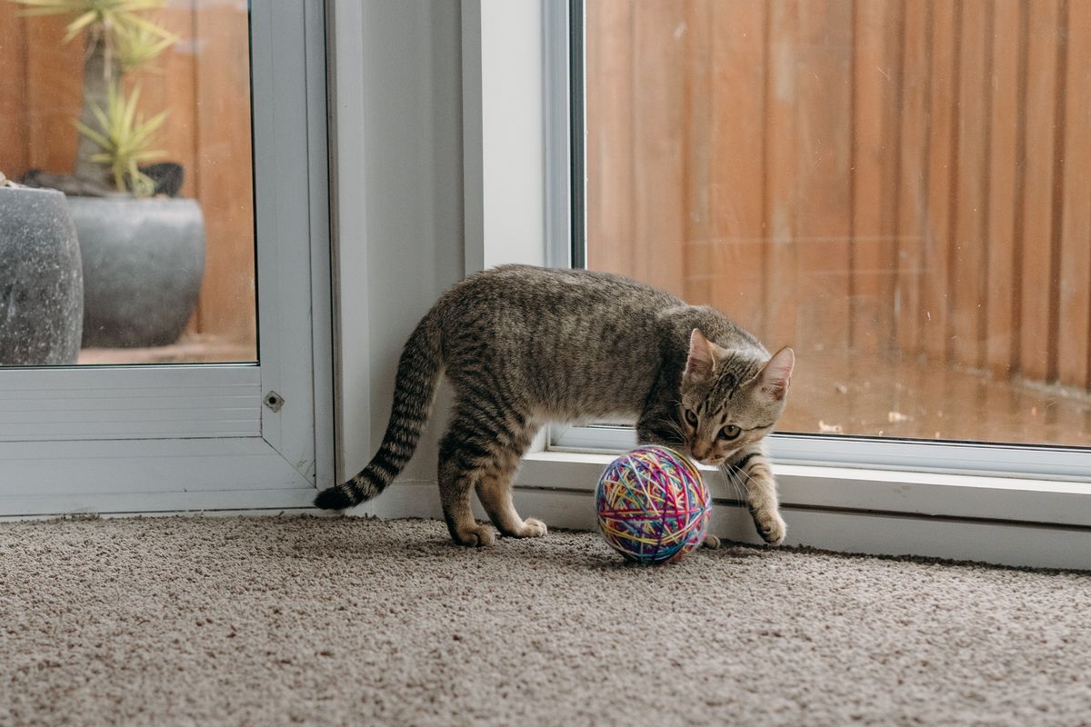 Gallery image: Shredder