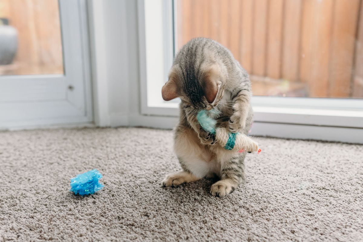 Gallery image: Shredder