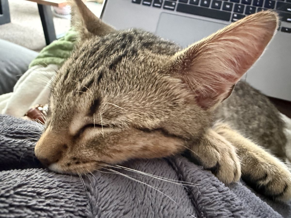 Gallery image: Shredder